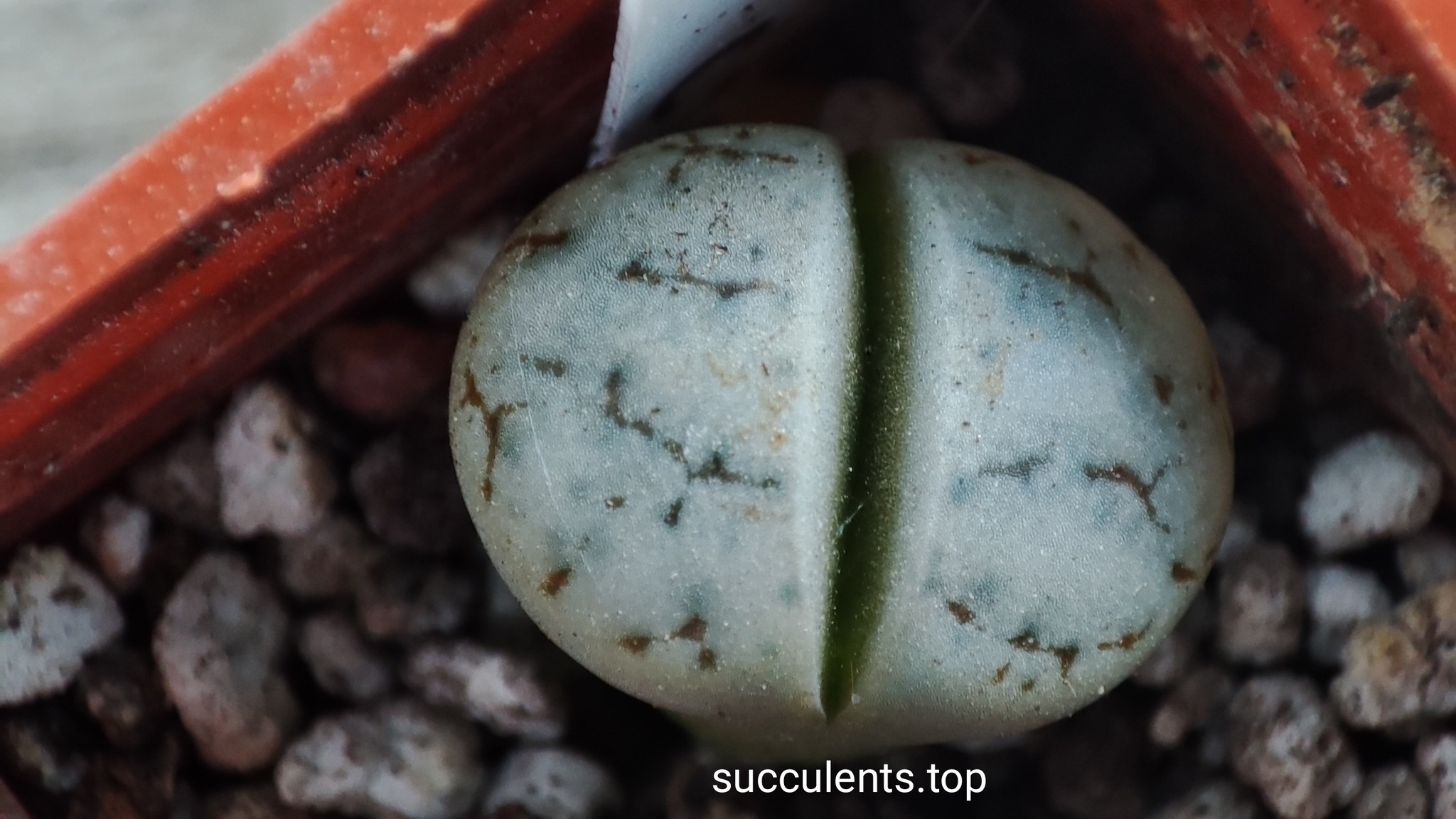 lithops gracilidelineata C262