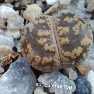 lithops lesliei best