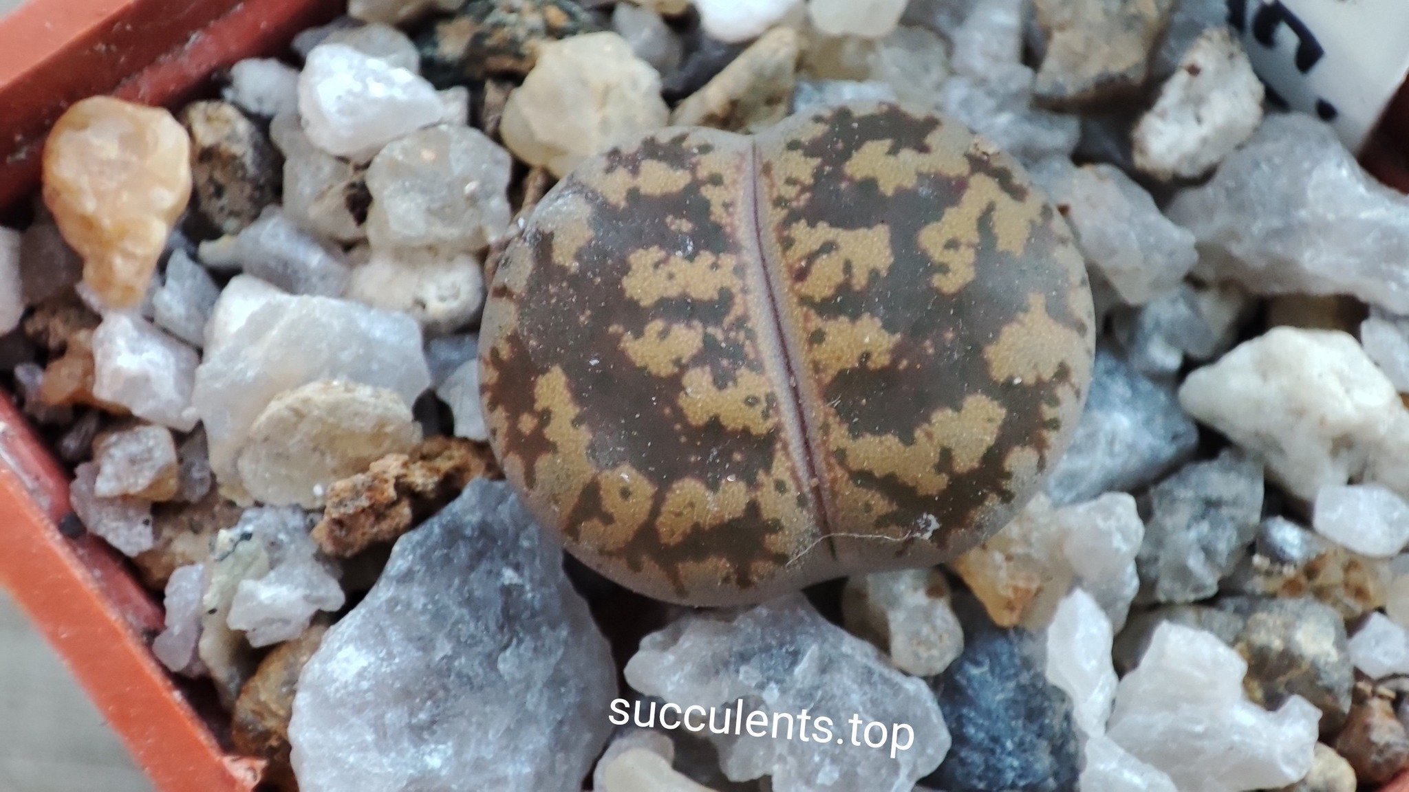 lithops lesliei best