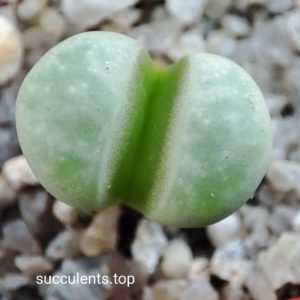 lithops meyeri SB1125