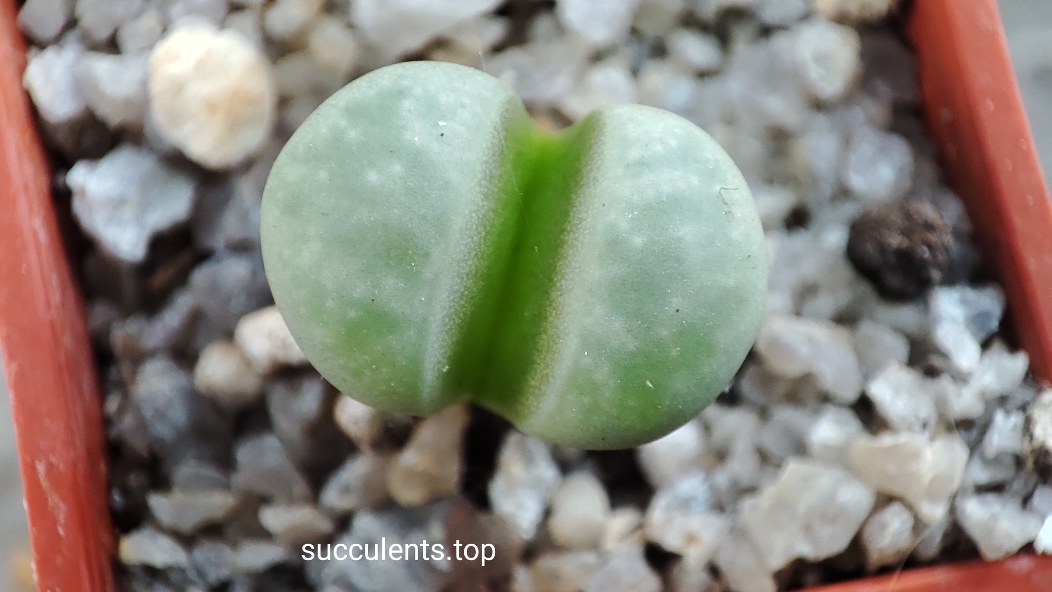 lithops meyeri SB1125