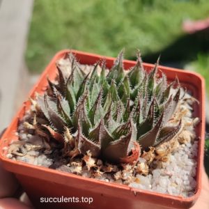 haworthia hakuma hyubrid