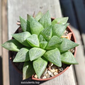 haworthia turgida