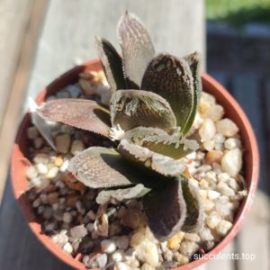 haworthia S333 selection