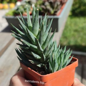 Haworthia glauca IB5654 ціна за пагін з колекційної рослини