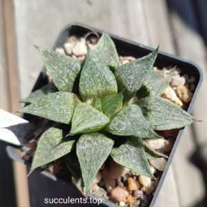 haworthia cv black major hybrid