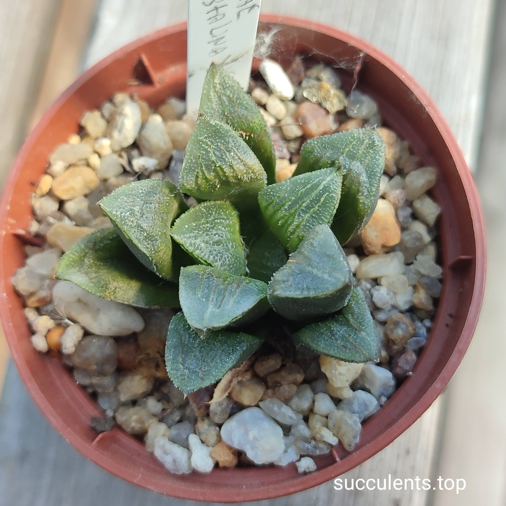 haworthia pygmeae crystalina hybrid