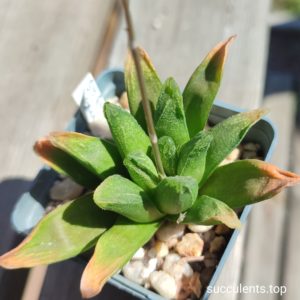 haworthia cv bronze age