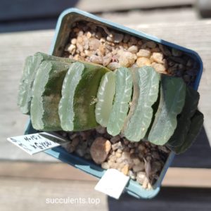 haworthia truncata H10 x truncata Gyoku-ichi