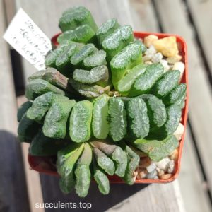 haworthia truncata cv kobayshi ціна за пагін з цієї рослини