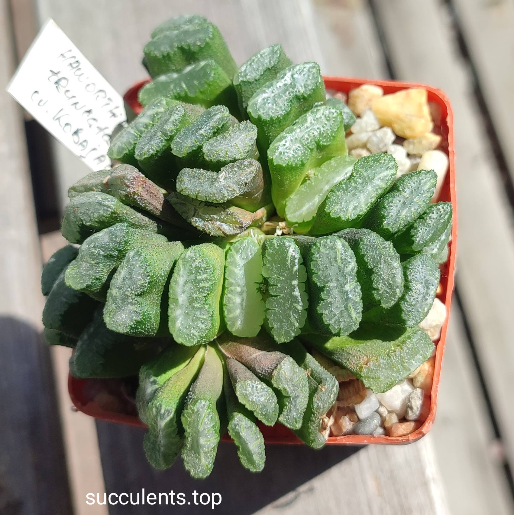 haworthia truncata cv kobayshi ціна за пагін з цієї рослини