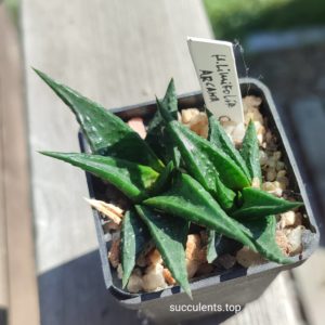 Haworthia limifolia arcana ціна за одну рослину