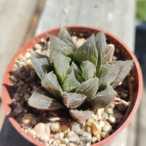 haworthia cooperi venusta hybrid