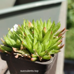 haworthia hybrid ціна за пагін з цієї рослини