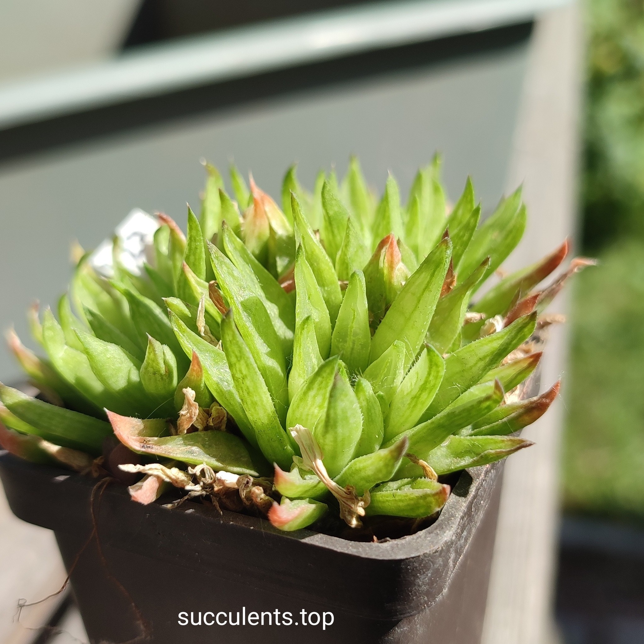haworthia hybrid ціна за пагін з цієї рослини