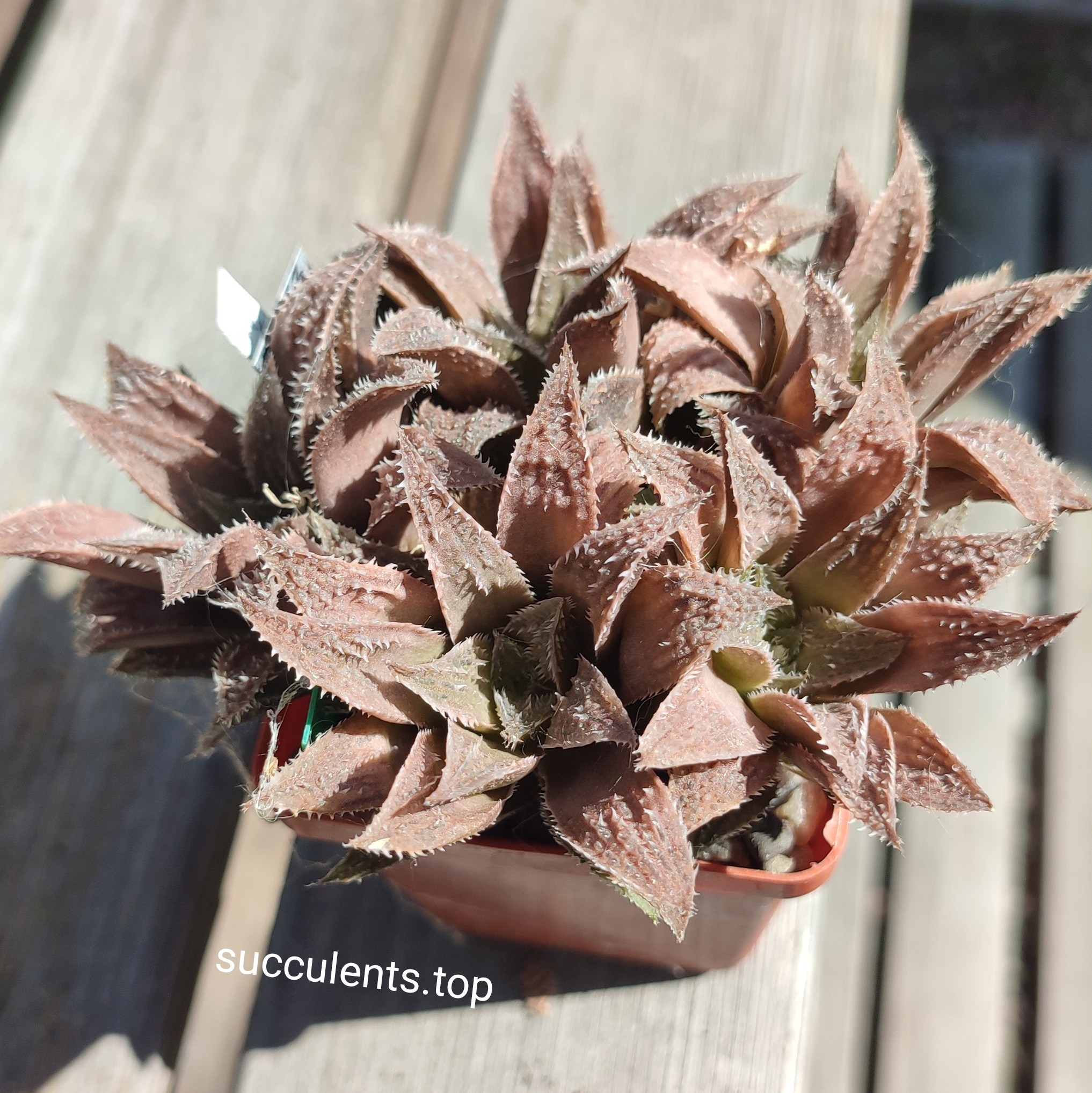 haworthia S137 ціна за пагін з цієї рослини