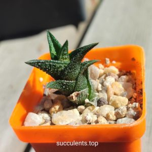 haworthia nigra