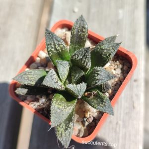 haworthia selection