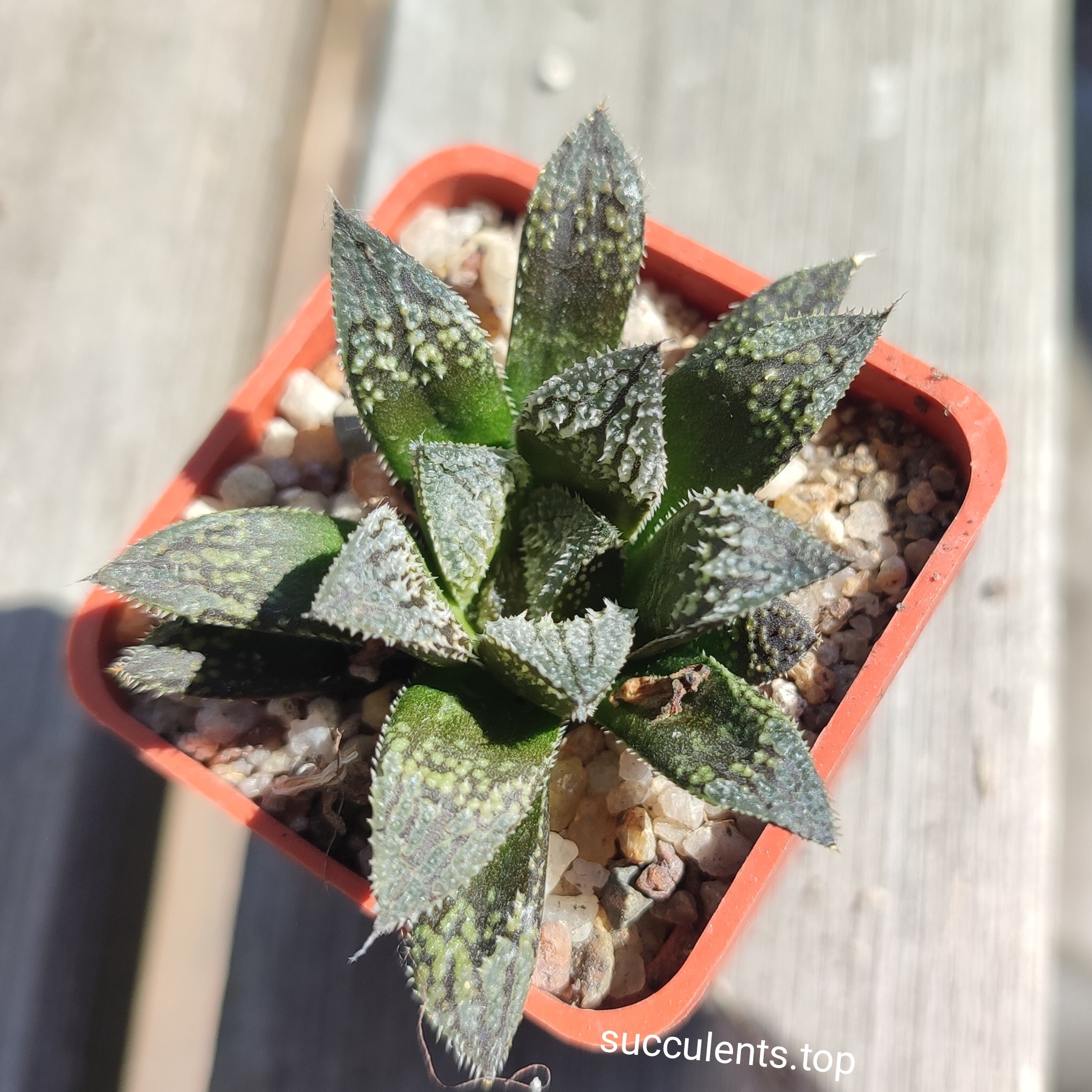haworthia selection