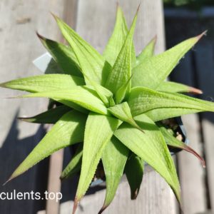 haworthia cv Green Ork ціна за пагін з цієї рослини
