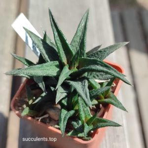 haworthia nigra ціна за пагін