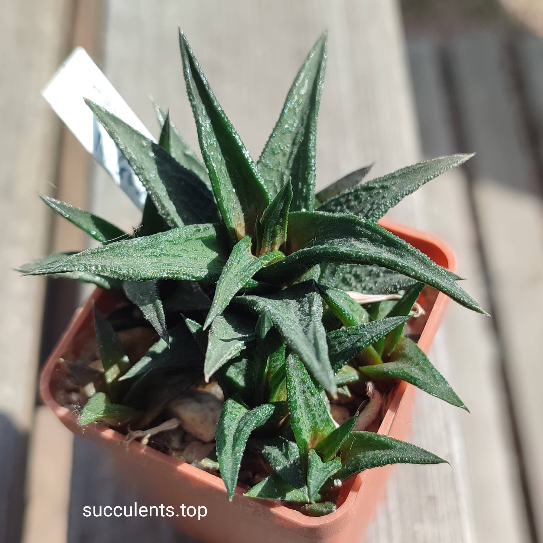 haworthia nigra ціна за пагін
