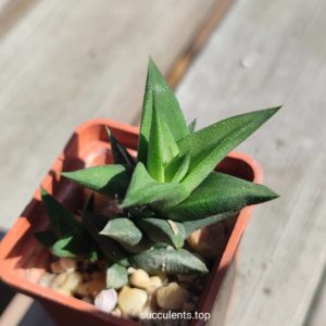 haworthia sp