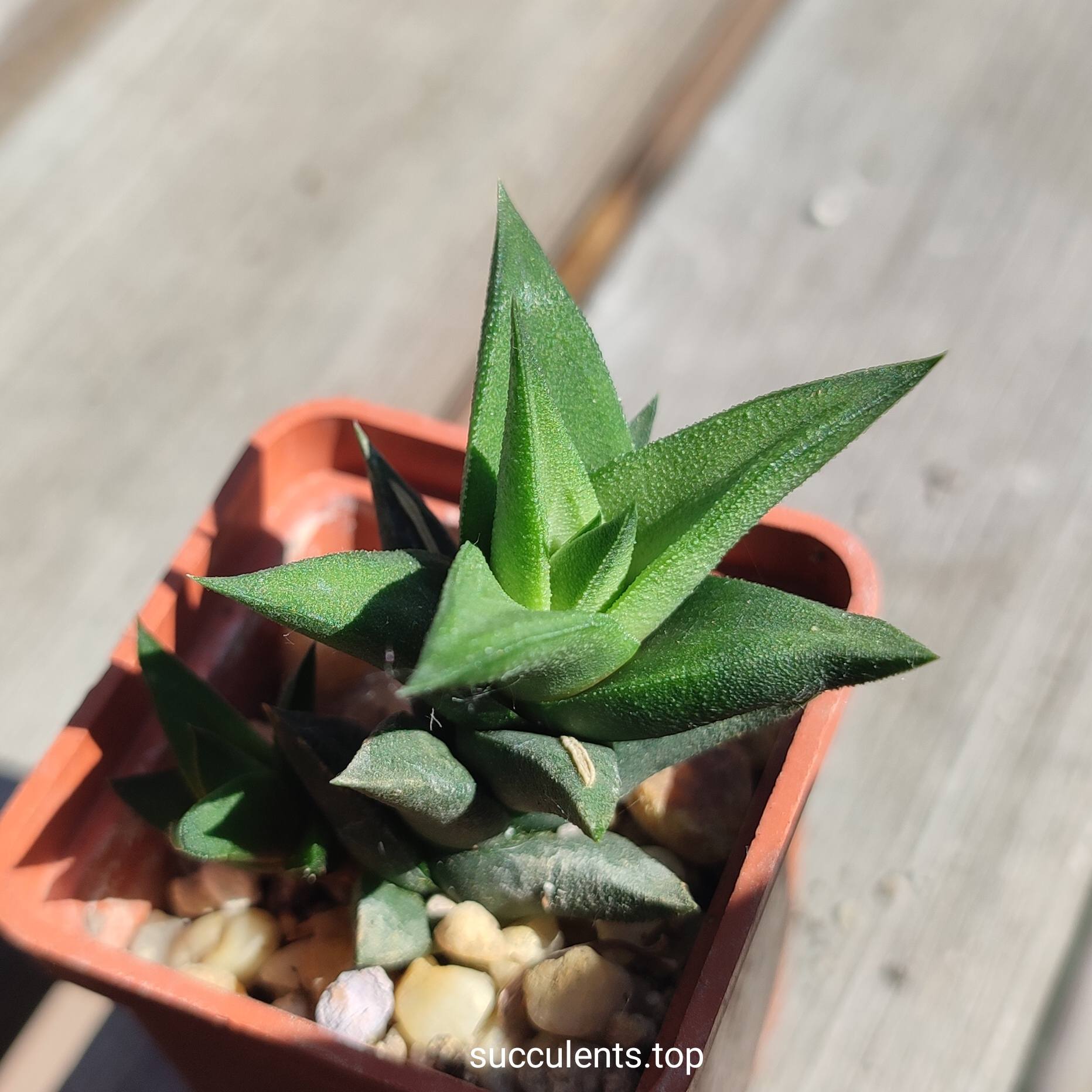 haworthia sp