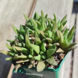 haworthia floribunda ціна за 1  пагін з цієї рослини
