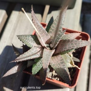 Haworthia tesselata cv Thunder Dragon ціна за 1  пагін з цієї рослини