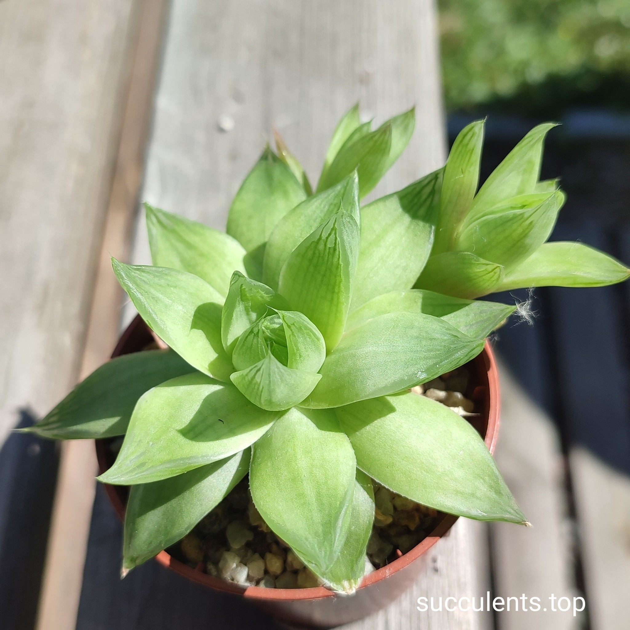 haworthia cymbiformis