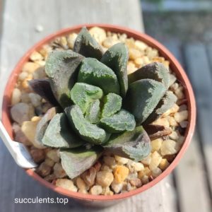 haworthia Julia hybrid