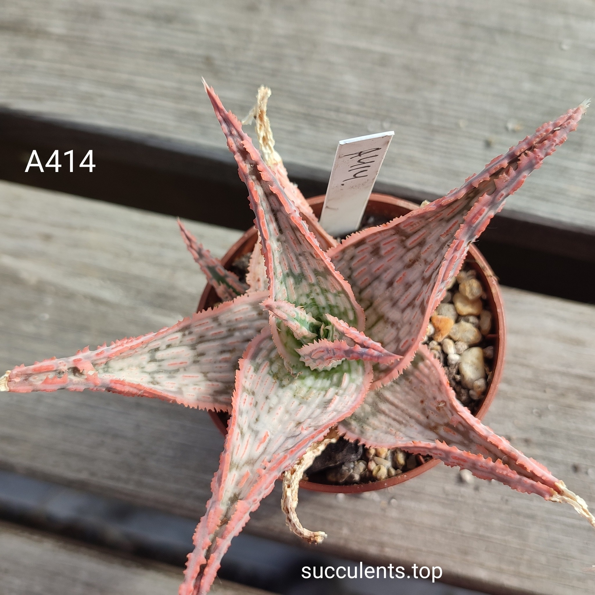 Aloe A414 ціна за дітку з цієї рослини