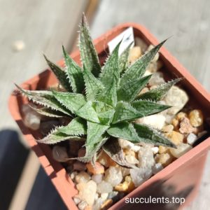 haworthia hybrid