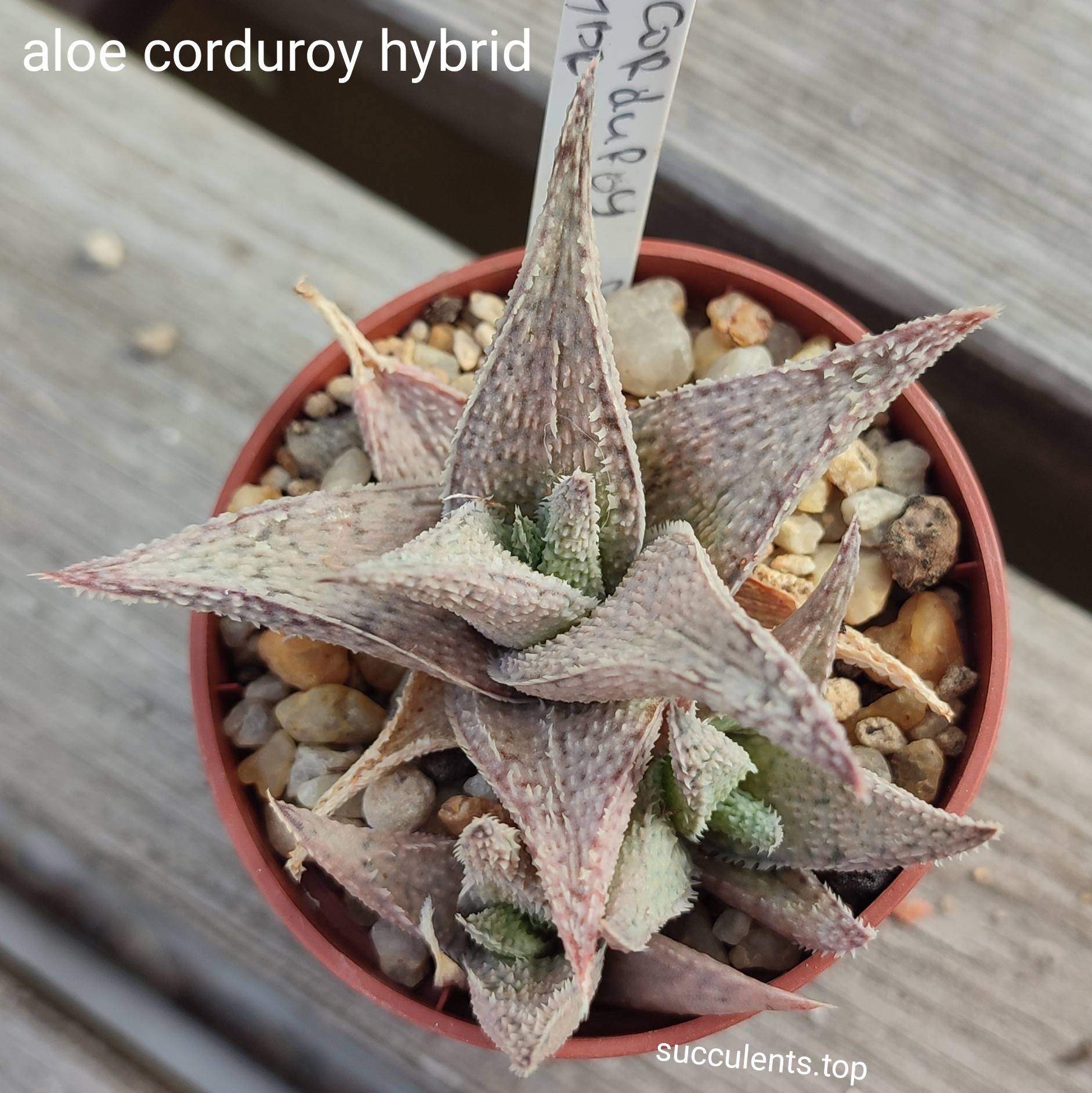 Aloe Corduroy hybrid ціна за пагін з цієї рослини