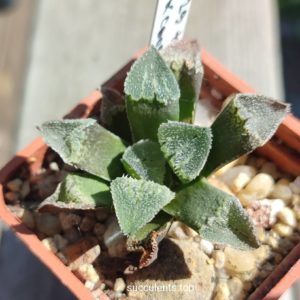 haworthia selection