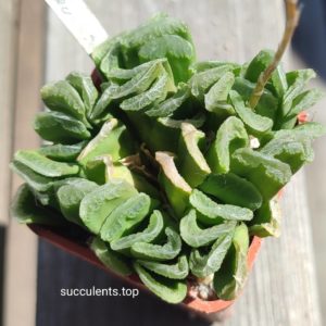 haworthia truncata hybrid ціна за пагін з цієї рослини
