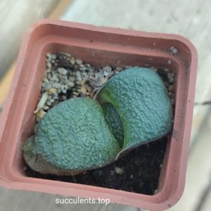 gasteria amstrongii Japan