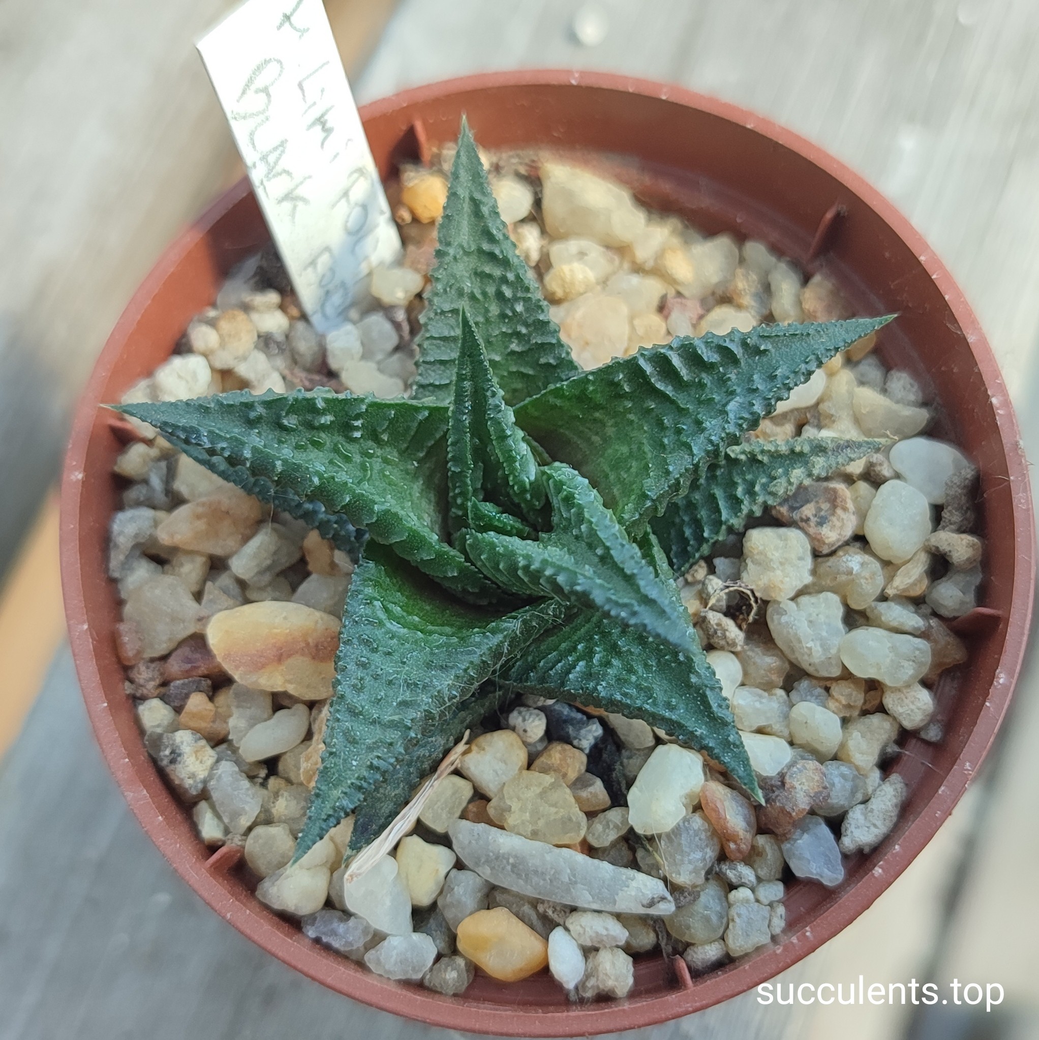 haworthia limifolia Black form