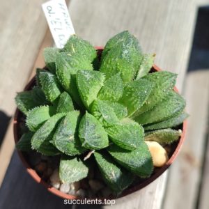 haworthia El politto