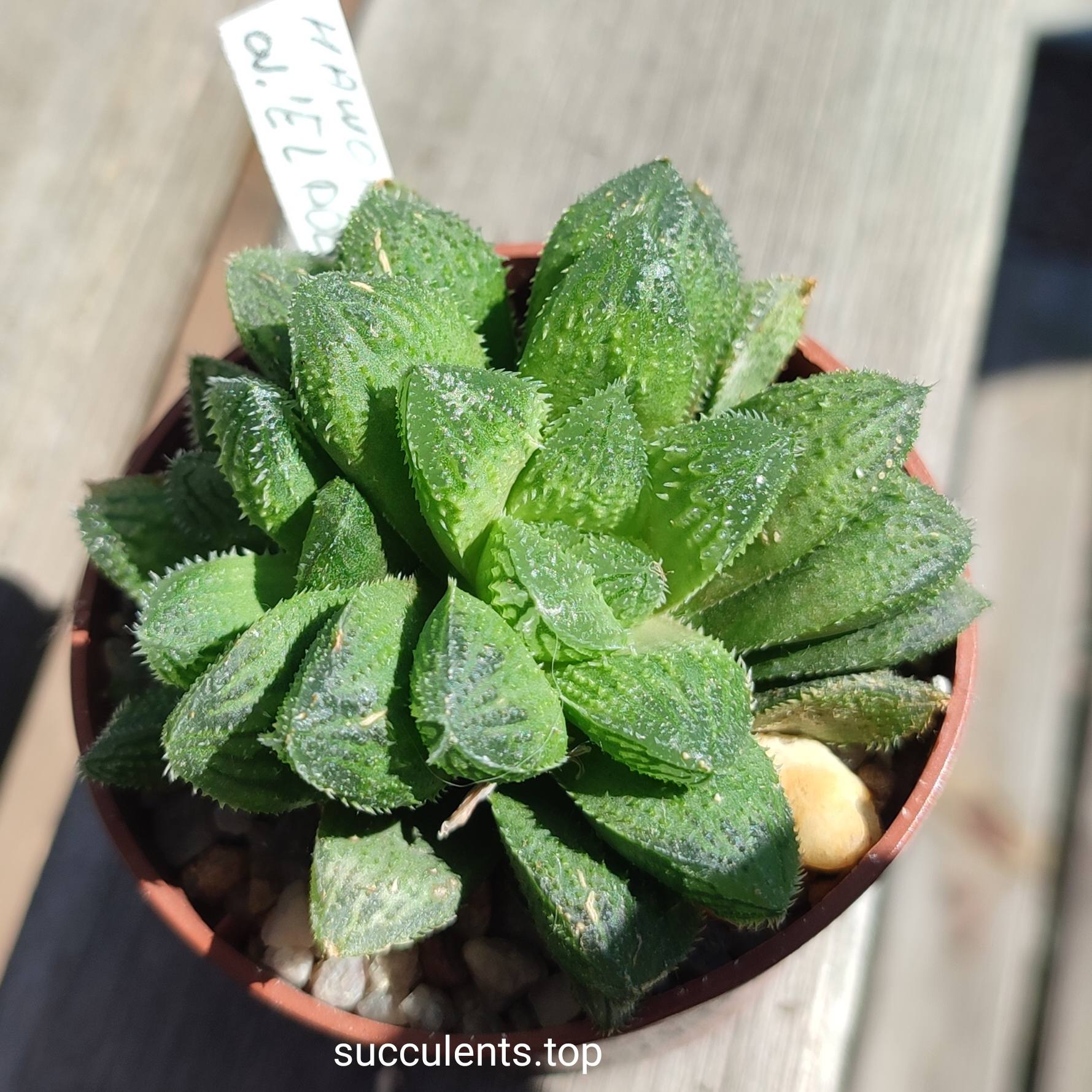 haworthia El politto