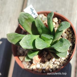 haworthia truncata hybrid