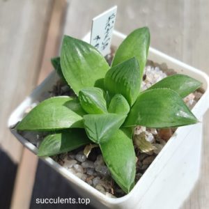 haworthia retusa x pygmeae