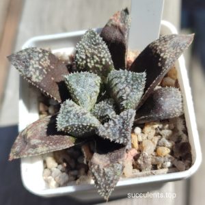 haworthia selection