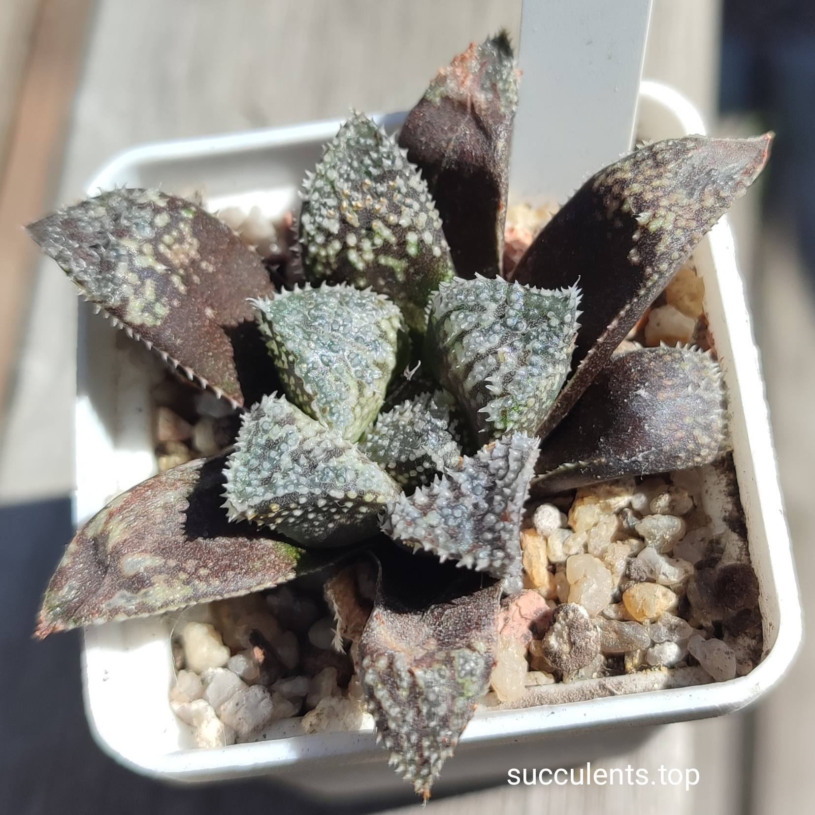 haworthia selection