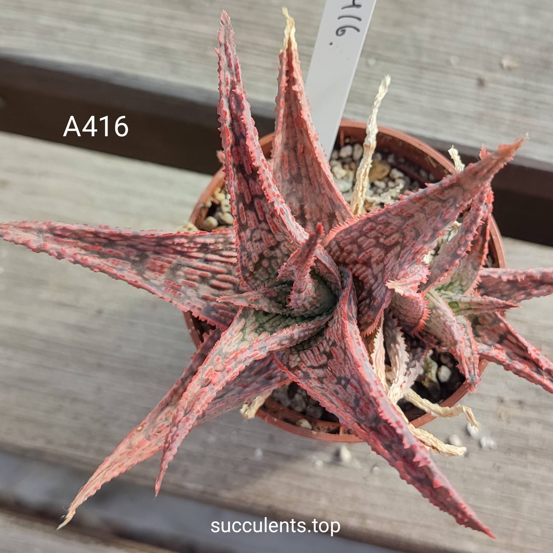 aloe A416 ціна за пагін з цієї рослини