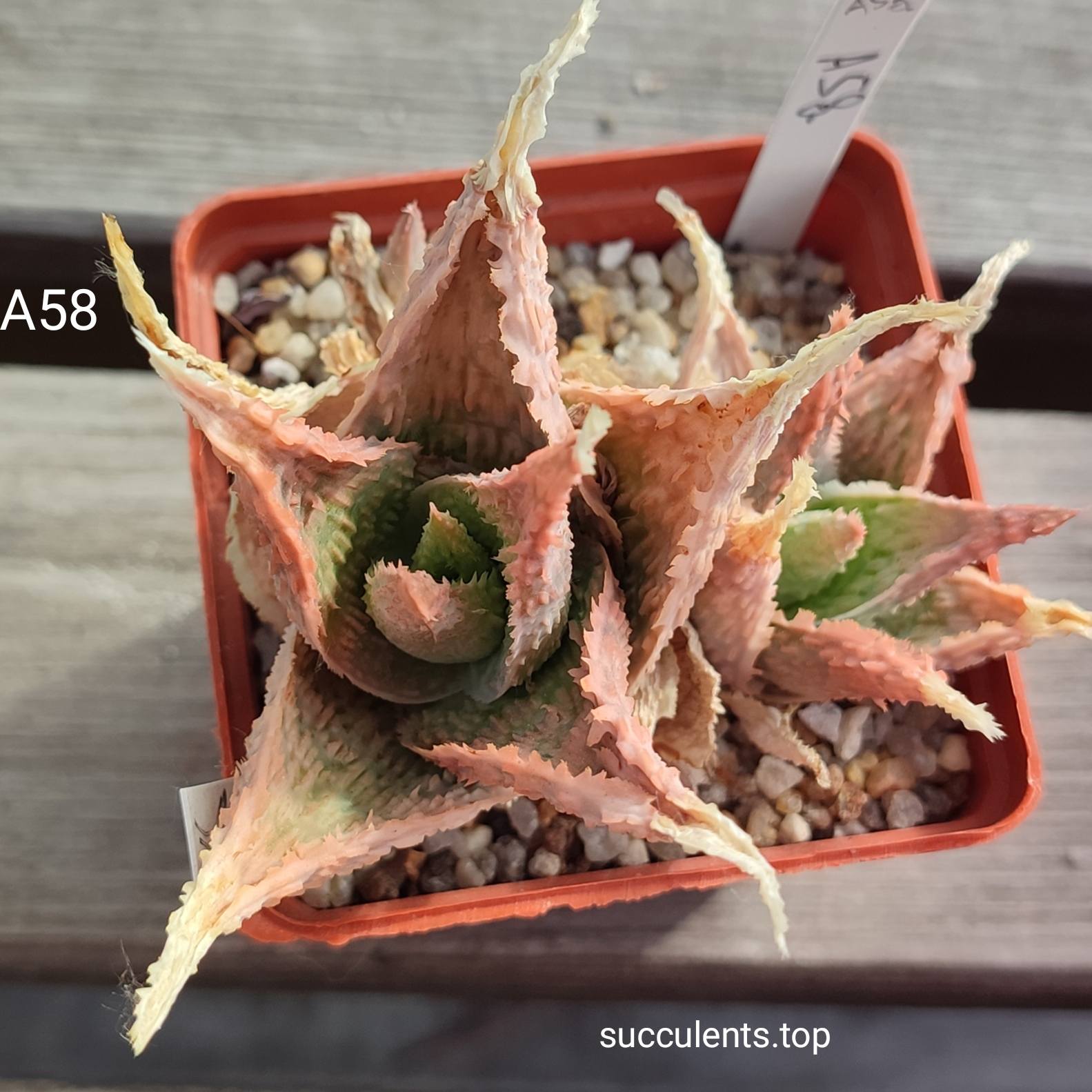 aloe A58 ціна за пагін з цієї рослини