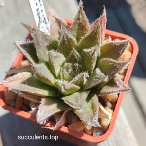 haworthia hakuma hybrid