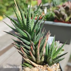 haworthia glabra hybrid ціна за пагін