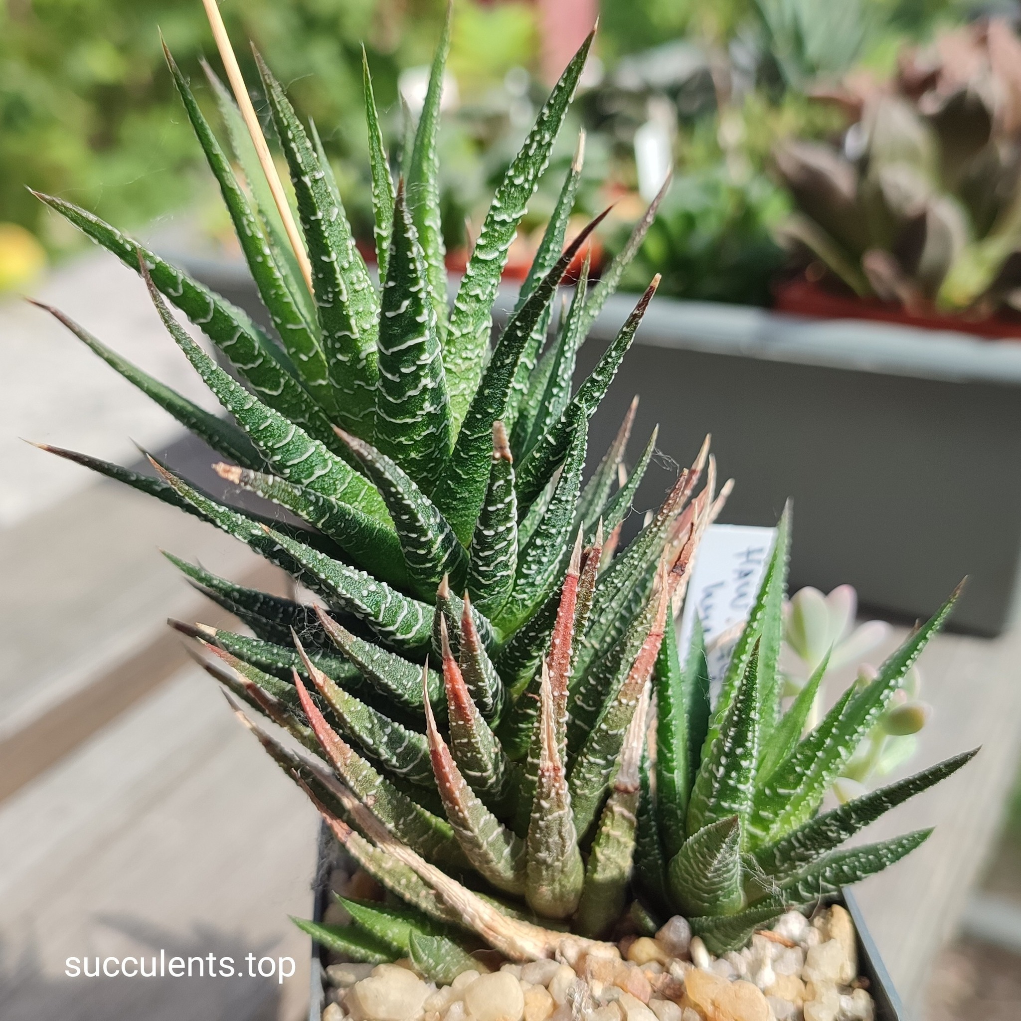haworthia glabra hybrid ціна за пагін